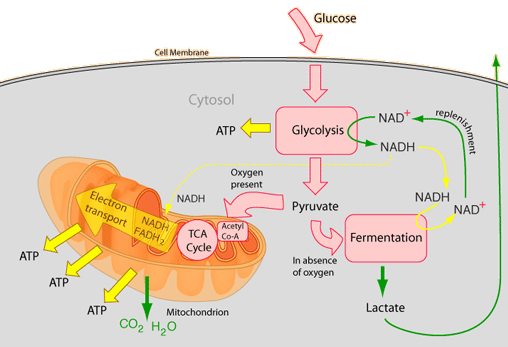 Describe the role of the membrane in synthesis of atp in 
